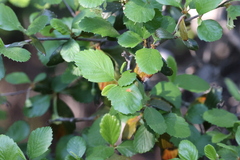 Cercocarpus betuloides blancheae