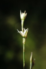 Bufonia parviflora