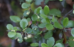 Cercocarpus betuloides blancheae