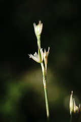 Bufonia parviflora