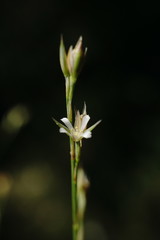 Bufonia parviflora