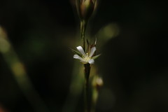 Bufonia parviflora