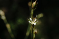 Bufonia parviflora