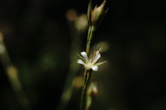 Bufonia parviflora