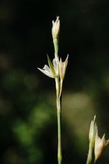Bufonia parviflora