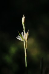 Bufonia parviflora