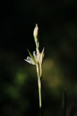 Bufonia parviflora