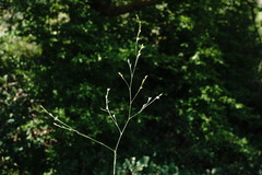 Bufonia parviflora