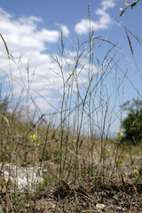 Bufonia parviflora