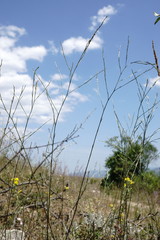 Bufonia parviflora