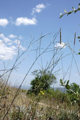 Bufonia parviflora