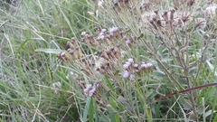 Chromolaena hirsuta