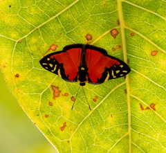 Symmachia menetas