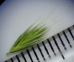 Festuca octoflora hirtella