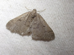 Aleucis distinctata