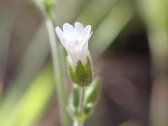 Cerastium texanum