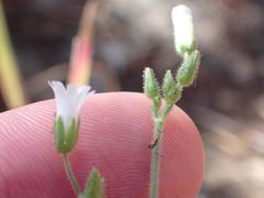 Cerastium texanum