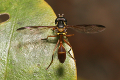 Salpingogaster punctifrons