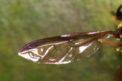 Salpingogaster punctifrons