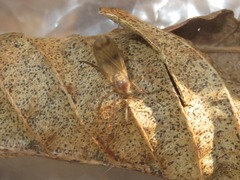 Mycetophila laeta