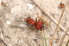 Pseudomethoca sanbornii