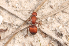 Pseudomethoca sanbornii