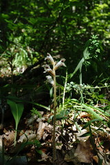 Orobanche crenata