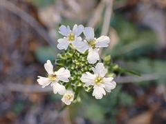 Dryopetalon runcinatum