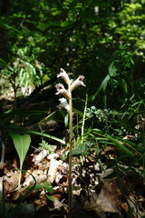 Orobanche crenata