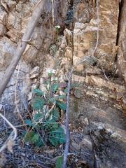 Dryopetalon runcinatum
