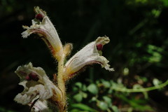 Orobanche crenata
