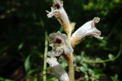Orobanche crenata