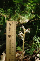 Orobanche crenata