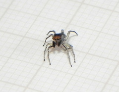 Maeota dichrura