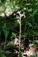 Orobanche crenata