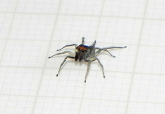 Maeota dichrura
