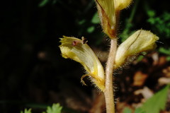 Orobanche crenata