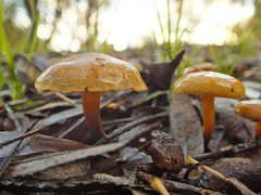 Pholiota conissans