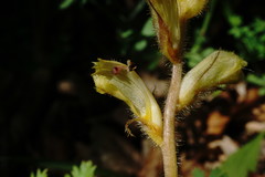 Orobanche crenata