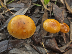 Pholiota conissans