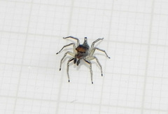 Maeota dichrura