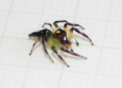 Acragas trimaculatus