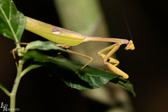 Stagmatoptera praecaria