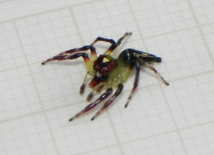 Acragas trimaculatus