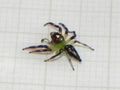 Acragas trimaculatus