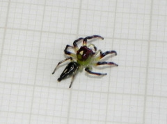 Acragas trimaculatus