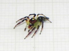 Acragas trimaculatus