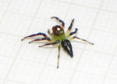 Acragas trimaculatus