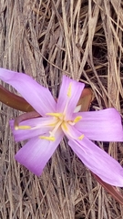 Colchicum bulbocodium
