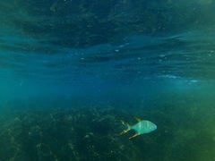 Trachinotus rhodopus